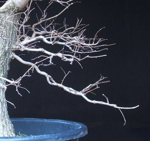 bonsai pruning